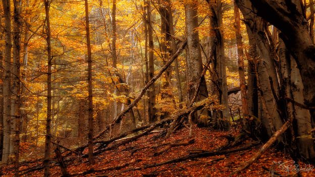 The yellow forest rustled poetically