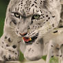 Snow Leopard