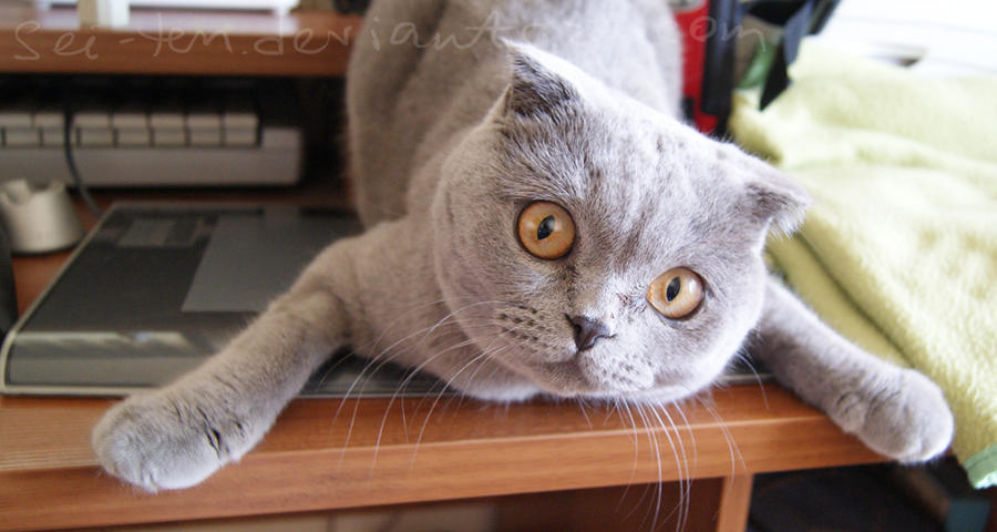 Wacom tablet not available by Eun-su