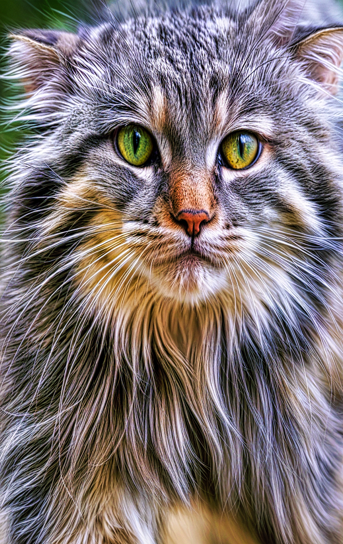 closeup of a beautiful long haired cat