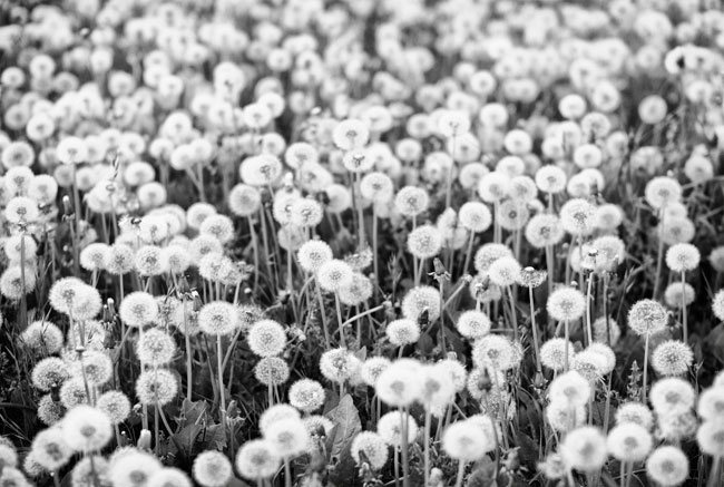 dandelions...