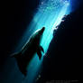 - take action for dolphins