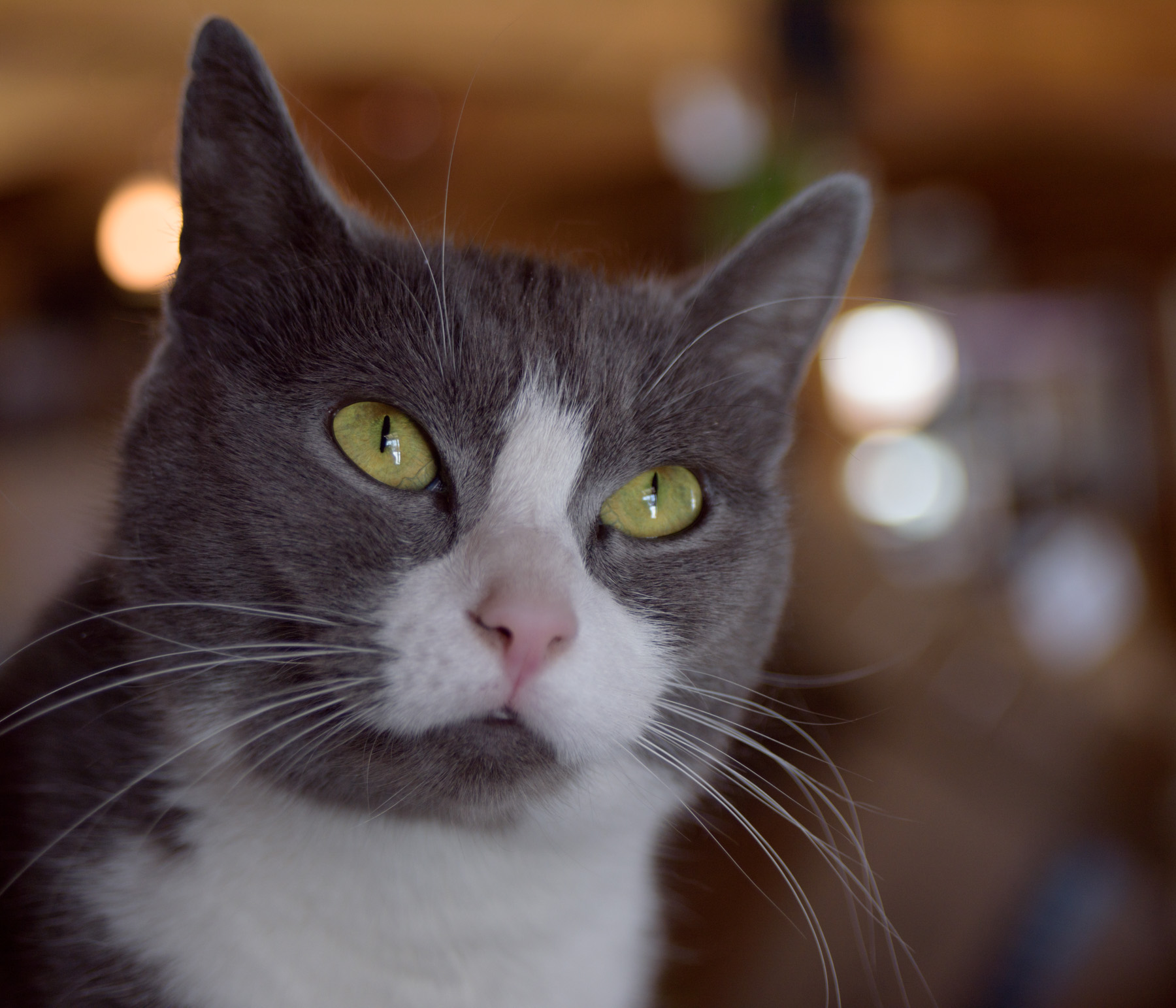 Morning Light Portrait - Caoimhe