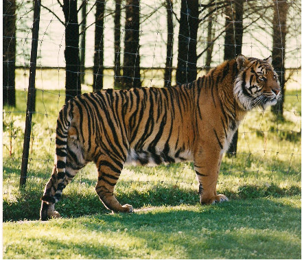 Tiger