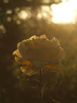 Yellow Rose by Shutter-Bug94