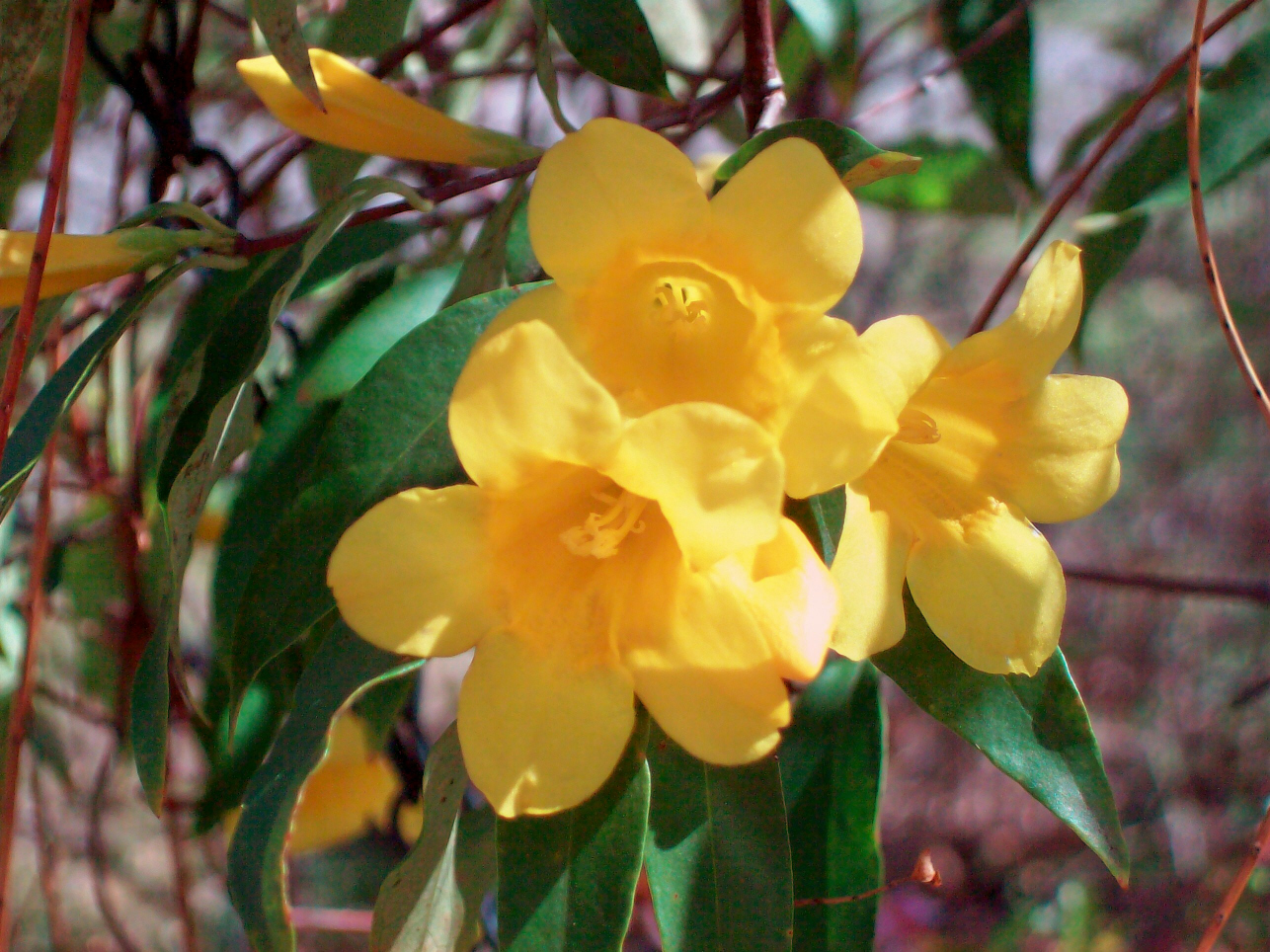 Carolina Jessamine