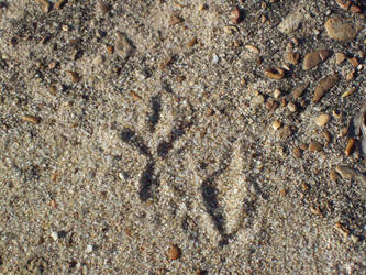 Footprints in the Sand...