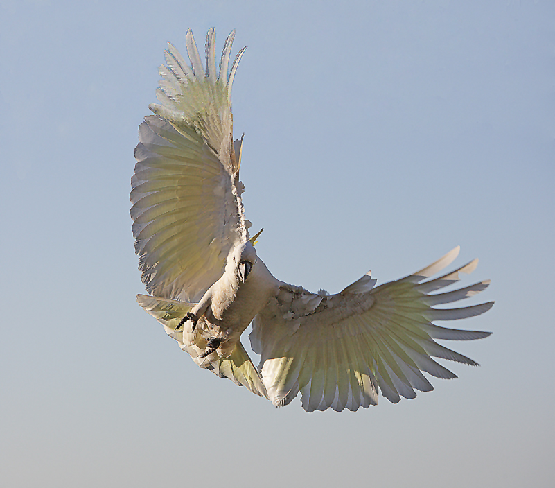 Sulphur Crested Cockatoo 12