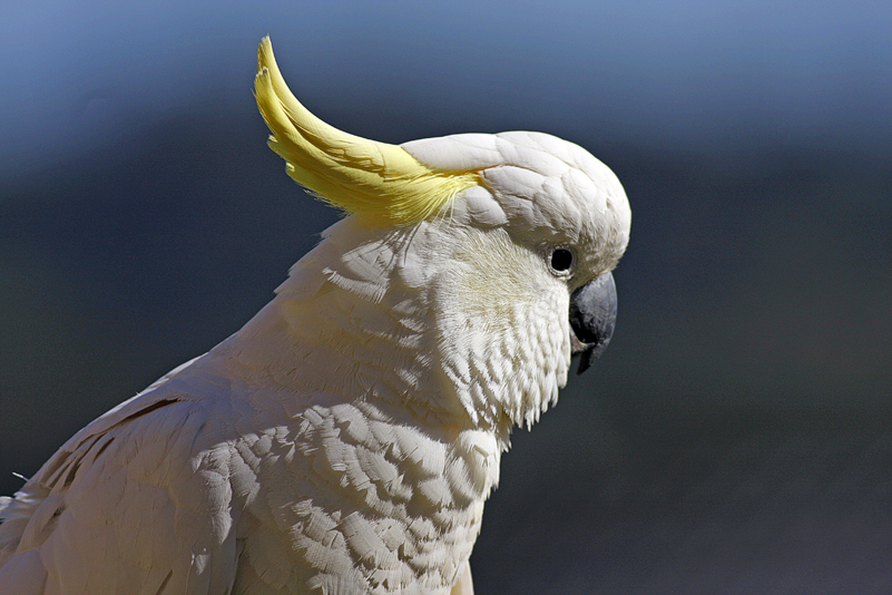 Sulphur Crested Cockatoo 16