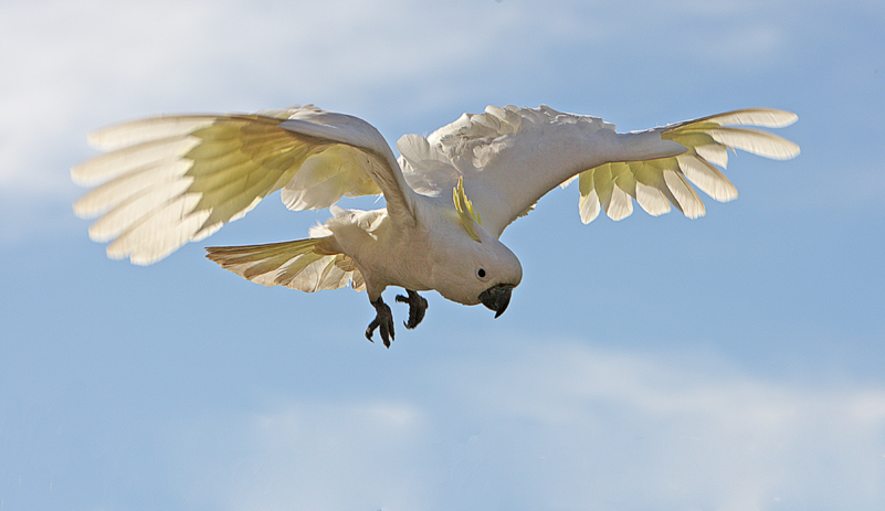 Sulphur Crested Cockatoo 18