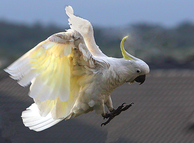 Sulphur Crested Cockatoo 20