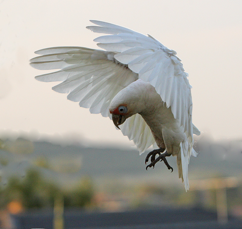 Long-billed Corella