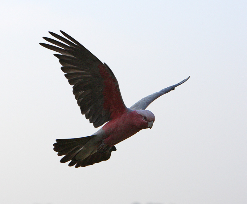 Galah