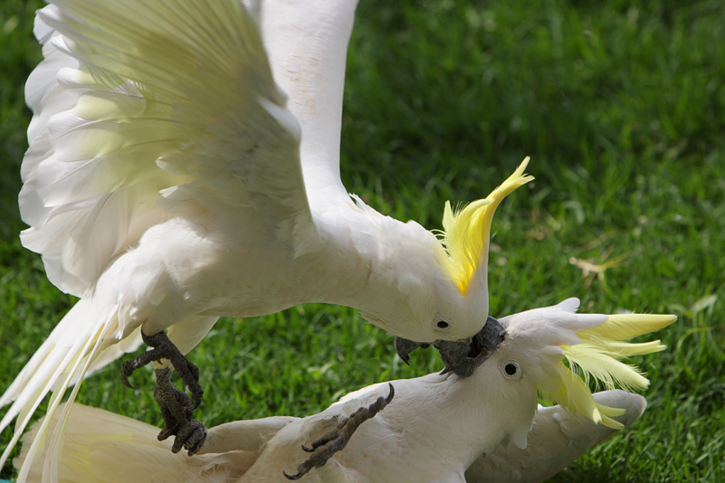 Sulphur Crested Cockatoos 1