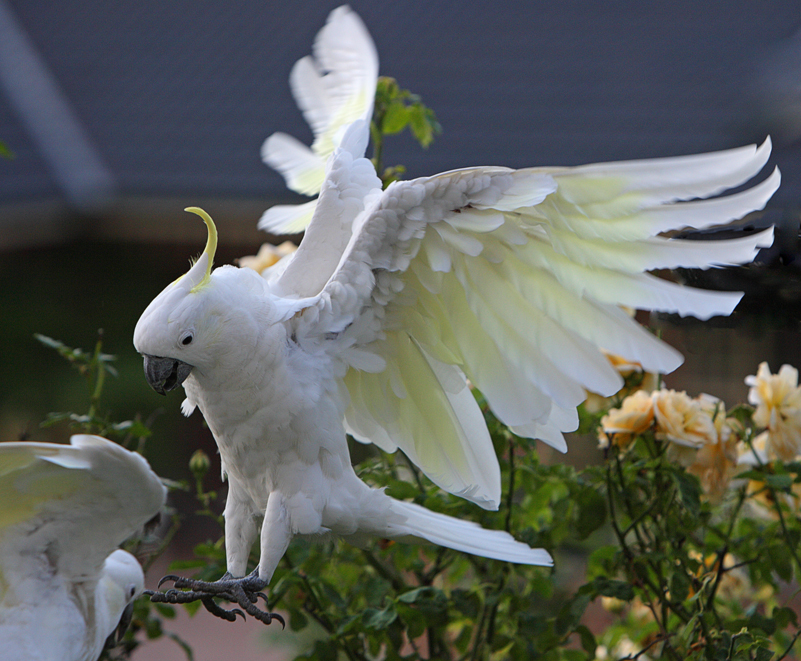 Sulphur Crested Cockatoo 45