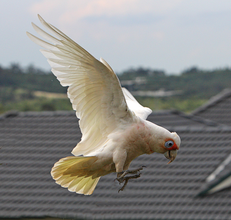 Long-billed Corella 7