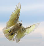 Sulphur Crested Cockatoo 50 by chezem