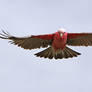 Galah 9