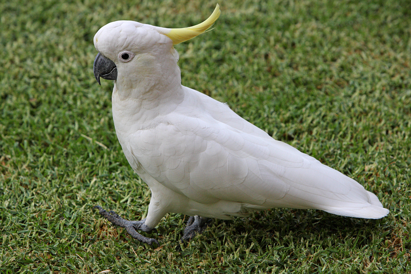 Sulphur Crested Cockatoo 74