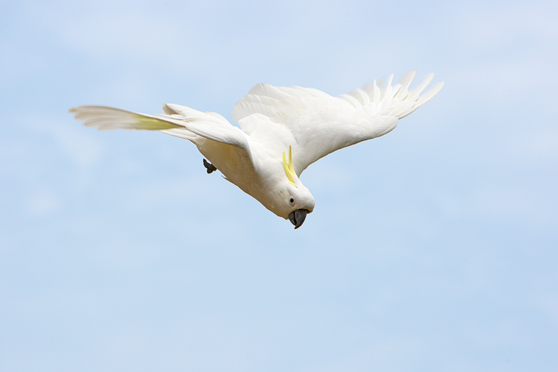 Sulphur Crested Cookatoo 81