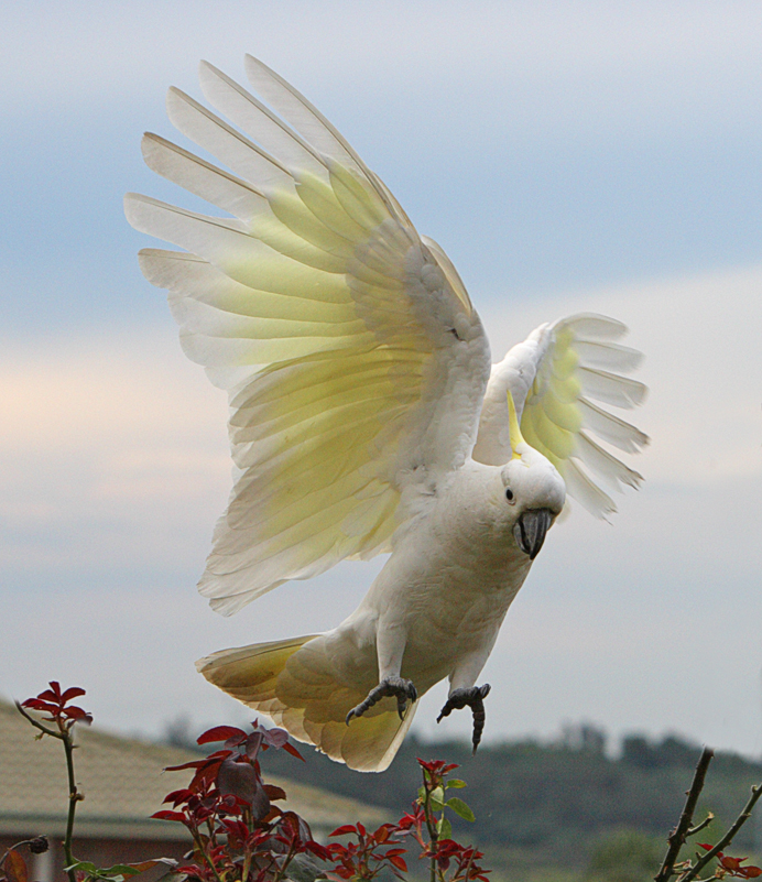 Sulphur Crested Cockatoo 84