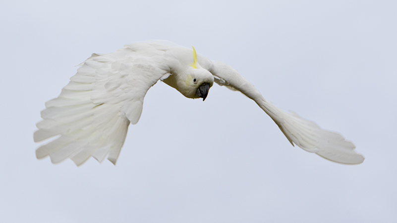 Sulphur Crested Cockatoo 95