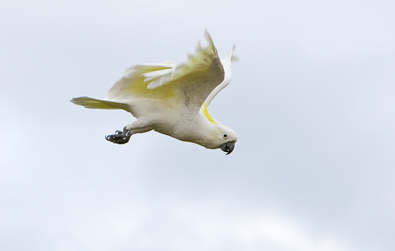 Sulphur Crested Cockatoo 114