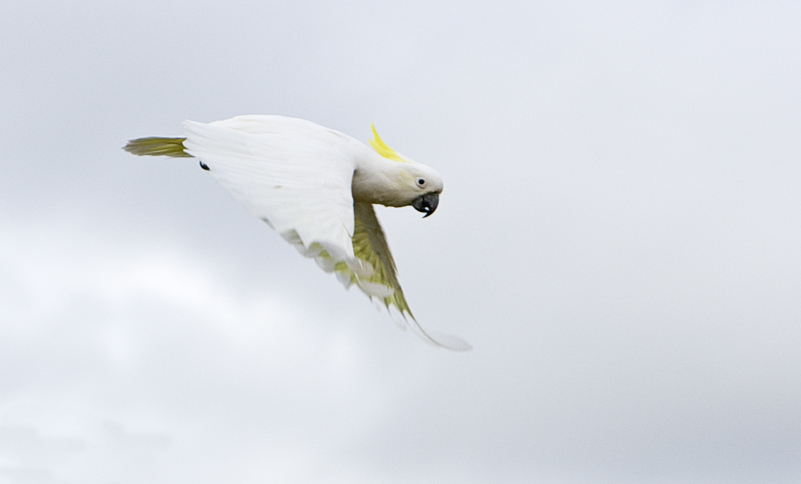 Sulphur Crested Cockatoo 115