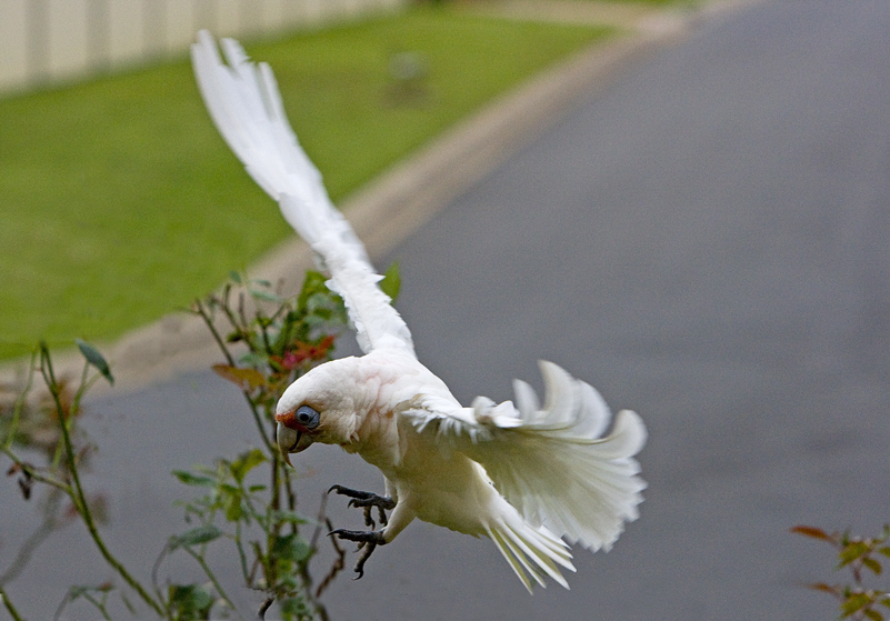 Long-billed Corella 14