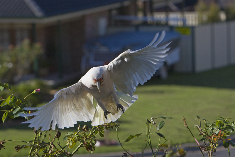 Long-billed Corella 17