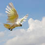 Sulphur Crested Cockatoo 121