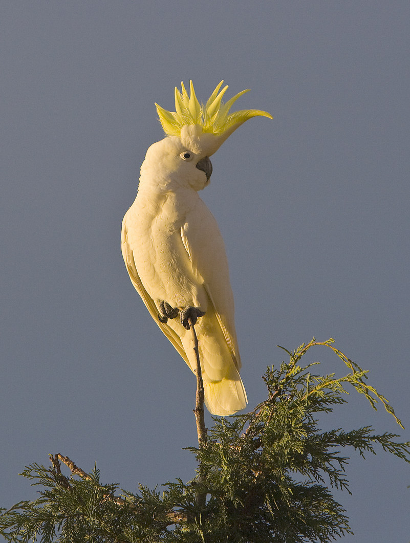 Sulphur Crested Cockatoo 131