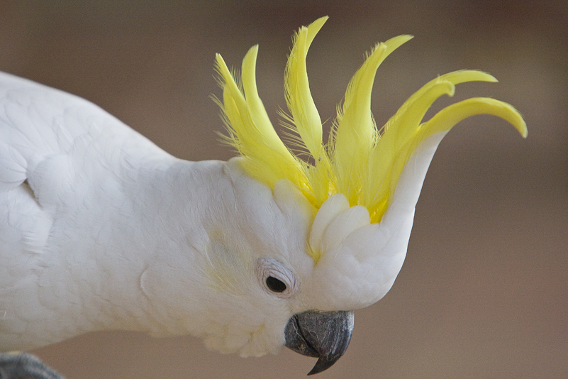 Sulphur Crested Cockatoo 136