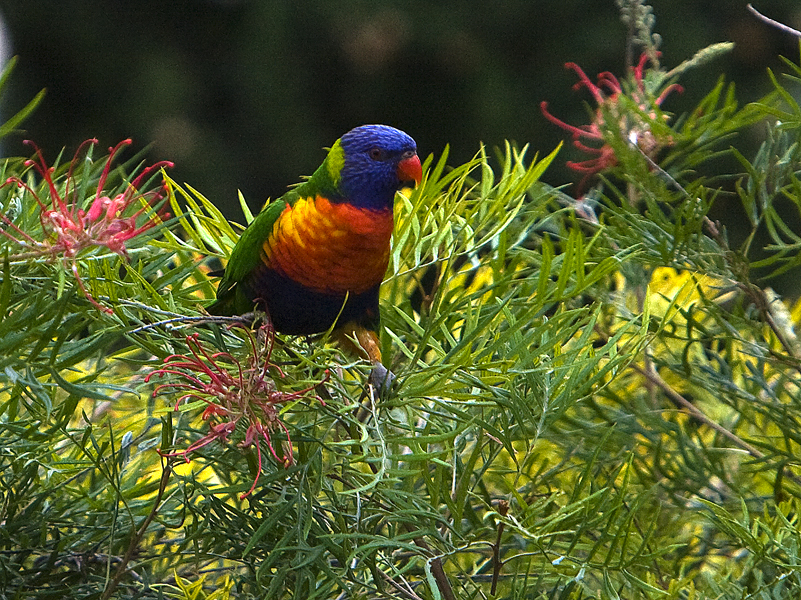 Rainbow Lorikeet 4