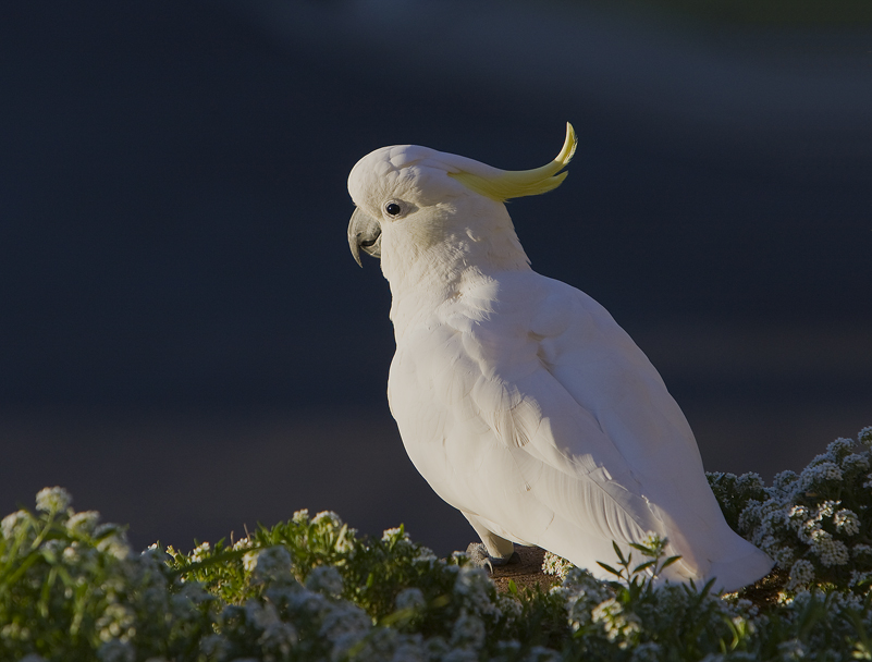 Sulphur Crested Cockatoo 140