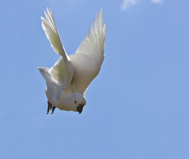 Sulphur Crested Cockatoo 154