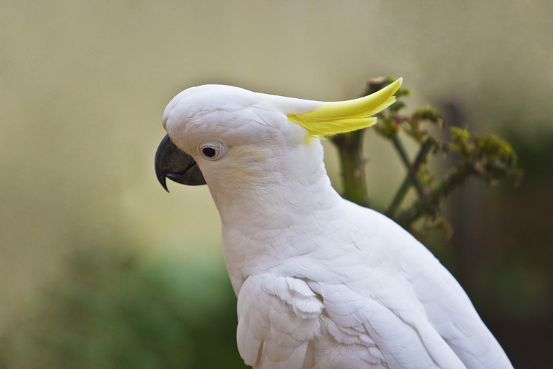 Sulphur Crested Cockatoo 160