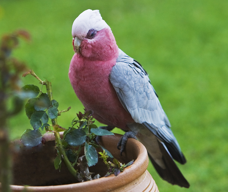 Galah 12