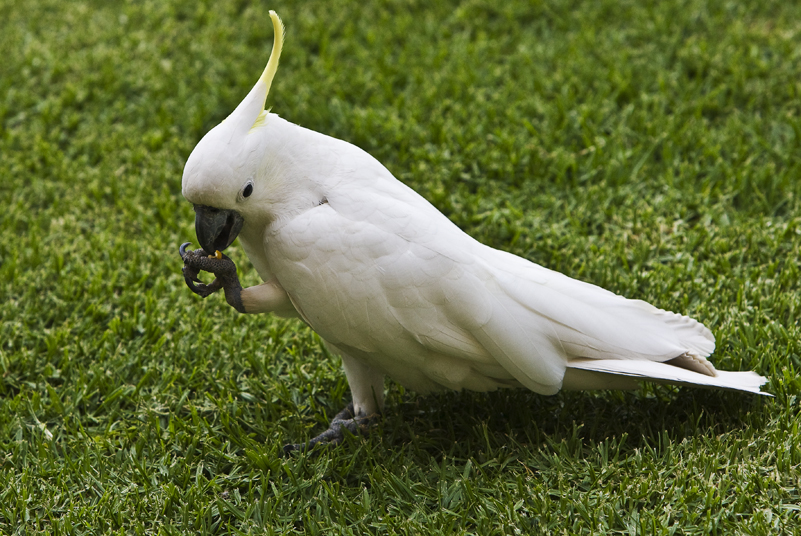 Sulphur Crested Cockatoo 204