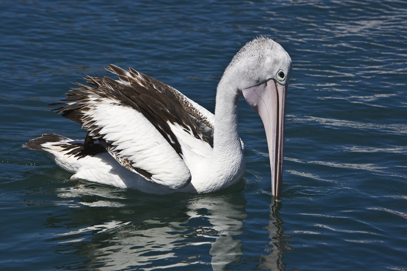 Australian Pelican 3