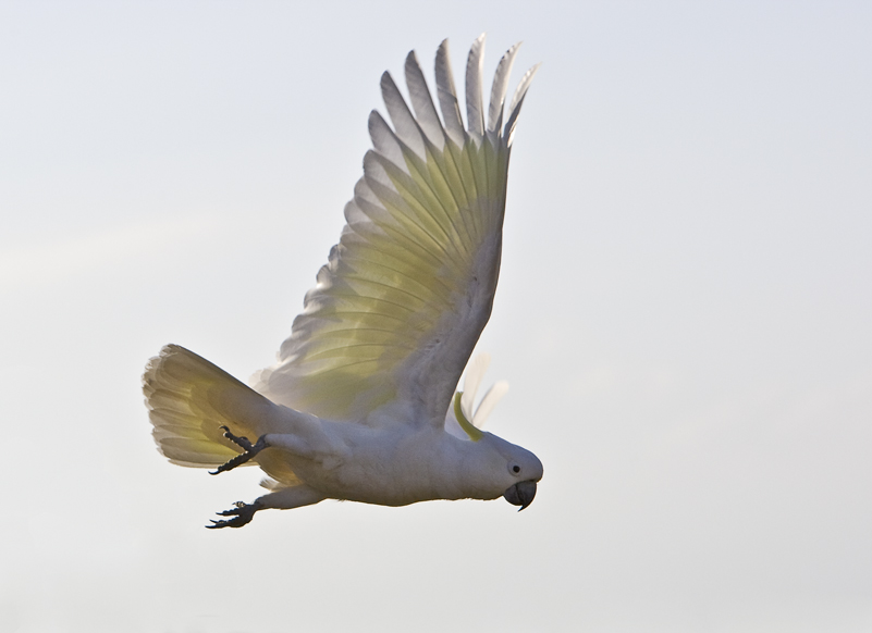 Sulphur Crested Cockatoo 217