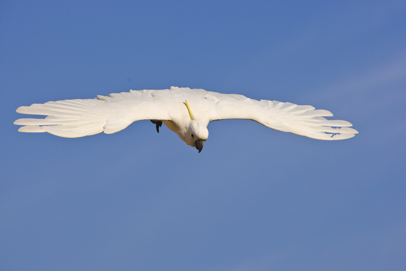 Sulphur Crested Cockatoo 225