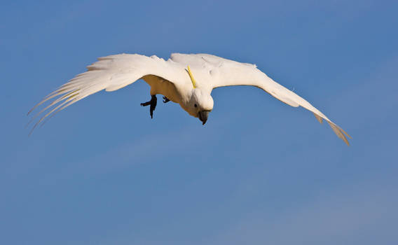 Sulphur Crested Cockatoo 226