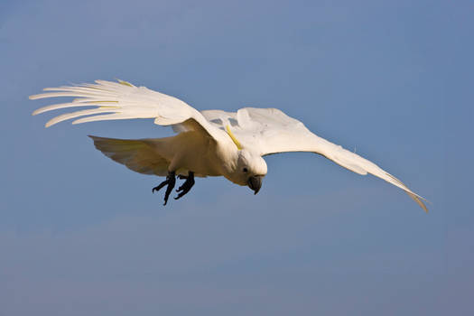 Sulphur Crested Cockatoo 228