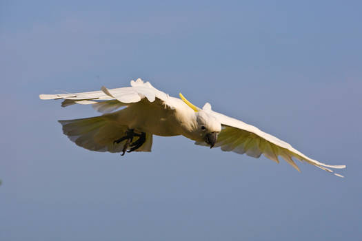 Sulphur Crested Cockatoo 229