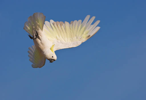 Sulphur Crested Cockatoo 230