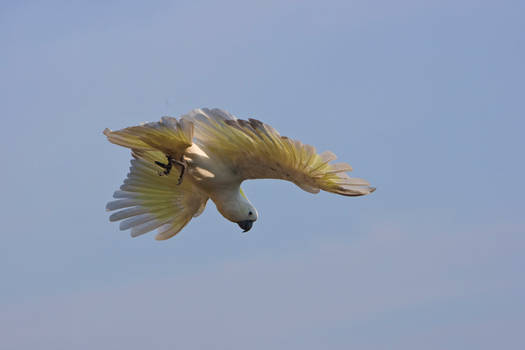 Sulphur Crested Cockatoo 233