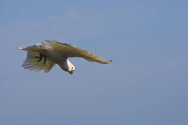 Sulphur Crested Cockatoo 234