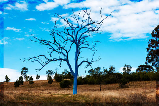 Mount Annan Botanical Gardens