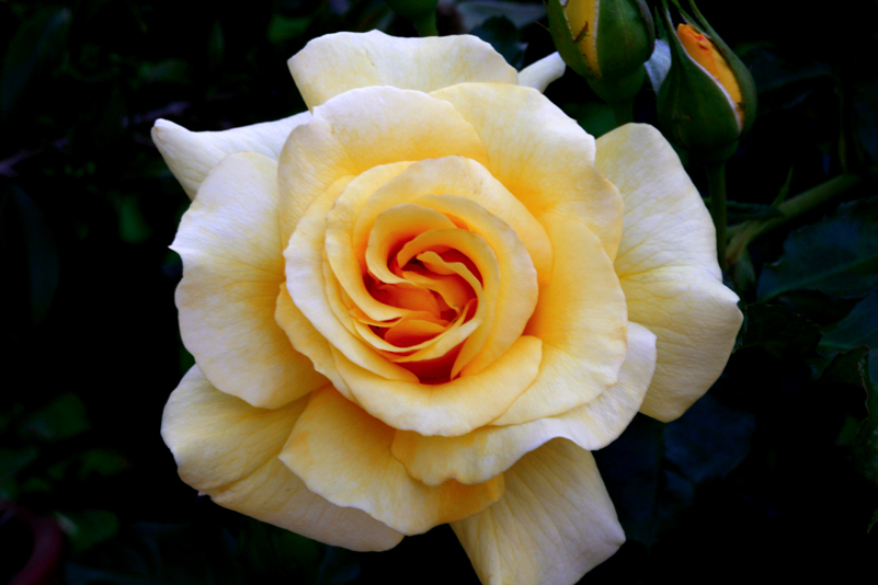 'Sunflare' rose